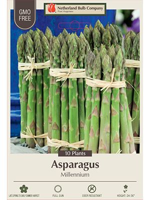 Asparagus Millenium 10PK
