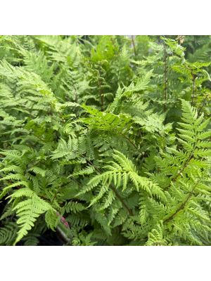 Lady Fern Lady in Red