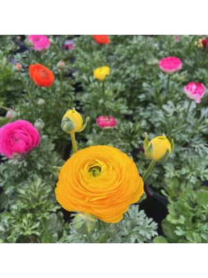 Ranunculus 5