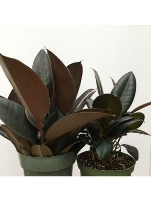 Rubber Plant Burgandy 6