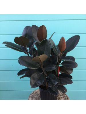 Rubber Plant Burgundy 10