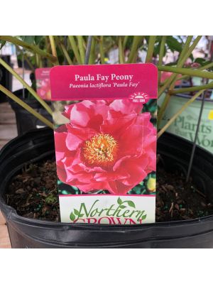 Peony Paula Fay