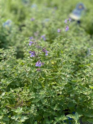 Nepeta Walker's Low