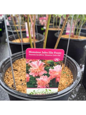 Peony Monsieur Jules Elie