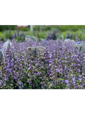 Nepeta Purrsian Blue