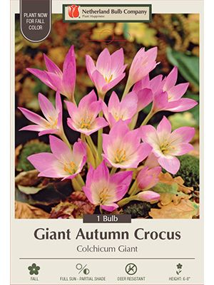 Colochicum Giant