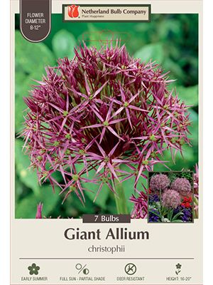 Allium Christophii 7PK
