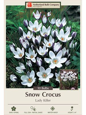 Crocus Lady Killer 10PK