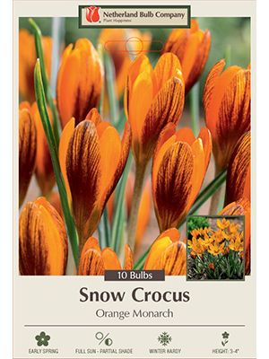 Crocus Orange Monarch 10PK