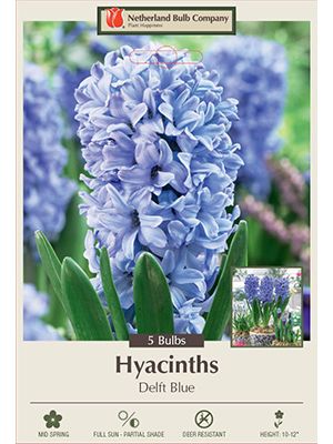 Hyacinth Delf Blue 5PK