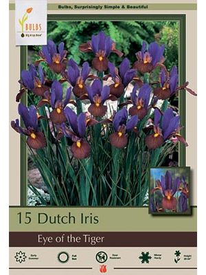 Iris Dutch Eye of the Tiger 12PK