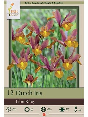 Iris Dutch Lion King 12PK