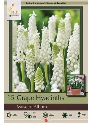 Muscari Album 15PK