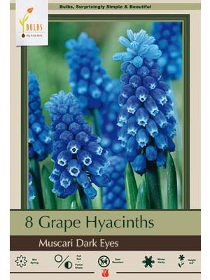 Muscari Dark Eyes 15PK
