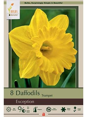 Narcissus Exception 7PK