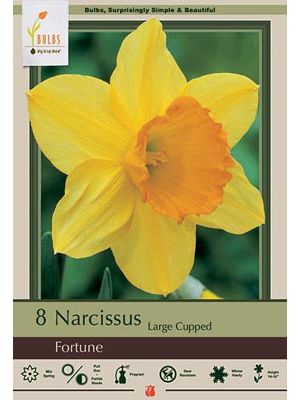 Narcissus Fortune 7PK