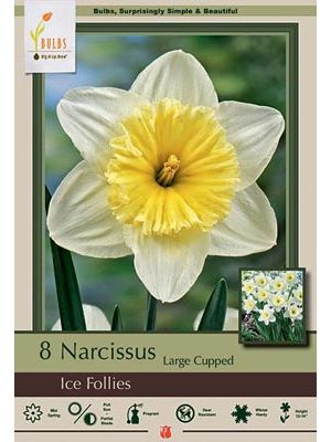 Narcissus Ice Follies 7PK
