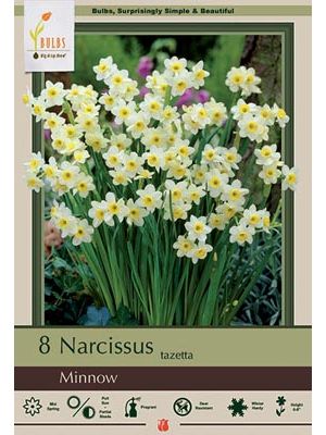 Narcissus Minnow 7PK