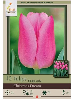 Tulip Christmas Dream 7PK