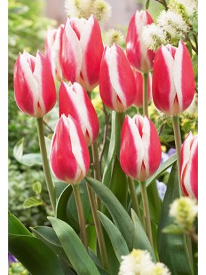 Tulip Candy Apple Delight 7PK