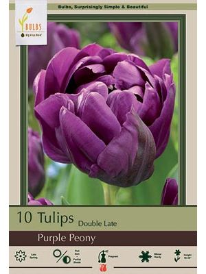 Tulip Purple Peony 7Pk