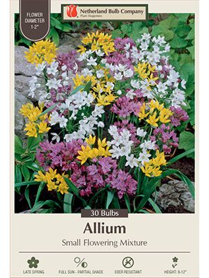 Allium Small Mix 30 PK