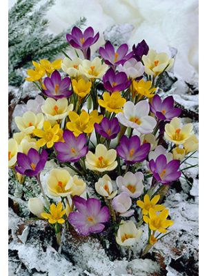 Crocus Snow Mix 25PK