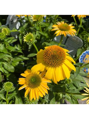 Coneflower Sombrero Lemon Yellow