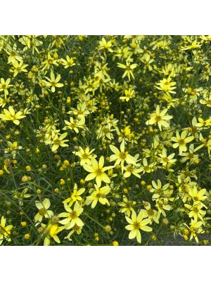Coreopsis Moonbeam