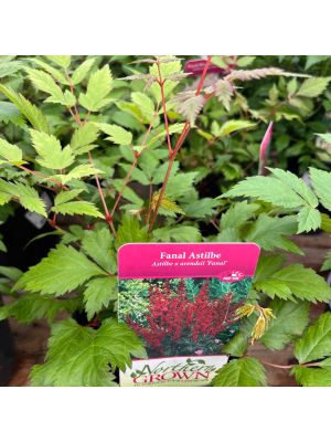 Astilbe Fanal