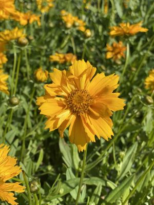 Coreopsis Jethro Tull