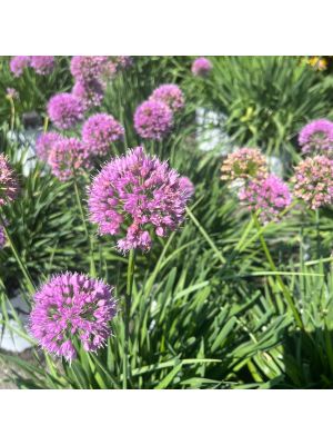 Allium Millenium