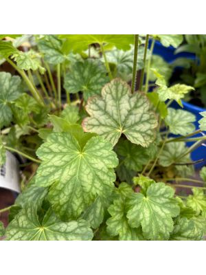 Coral Bells Berry Timeless