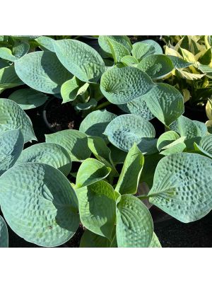 Hosta Big Daddy