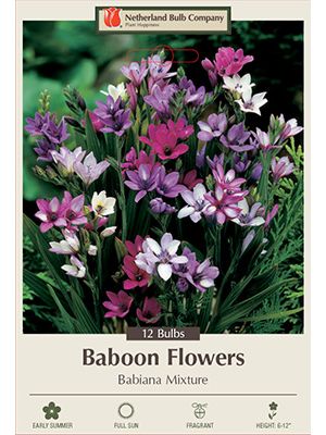 Babiana Stricta 12PK