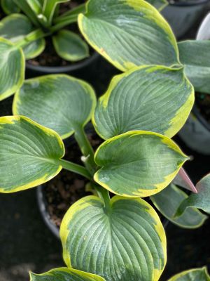 Hosta Frances Williams