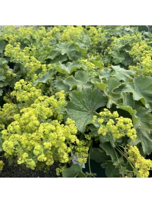 Lady's Mantle Alchemilla