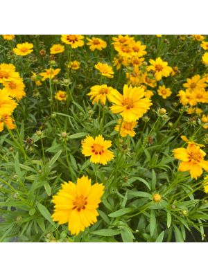 Coreopsis Baby Sun