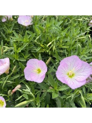 Evening Primrose Siskiyou
