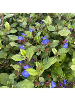 Leadwort Plumbago