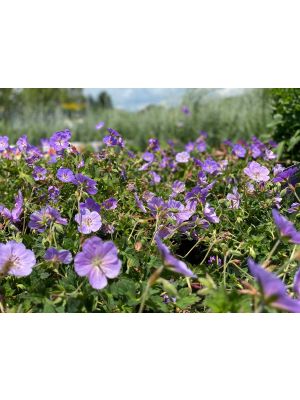 Geranium Rozanne