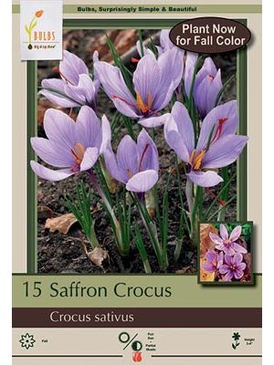 Crocus Saffron 12 PK