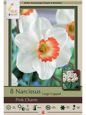 Narcissus Pink Charm 7PK