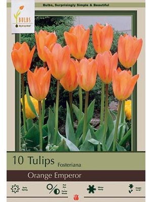 Tulip Orange Emperor 7 PK