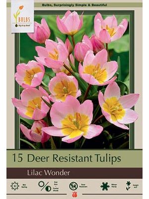 Tulip Lilac Wonder 15PK