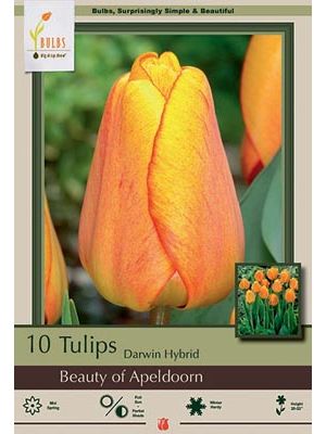 Tulip Beauty of Apledoorn 7 PK
