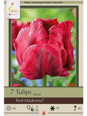Tulip Red Madonna 7PK