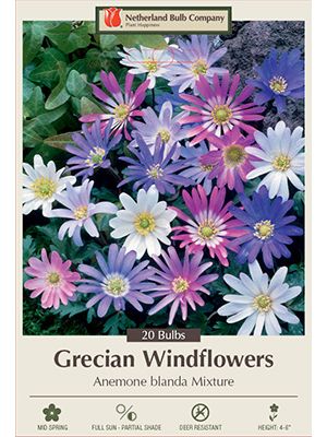 Anemones Blanda Mix 20PK