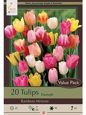Tulip Rainbow Mix 16PK