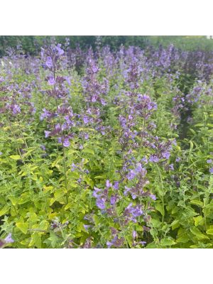 Nepeta Junior Walker 2 Gallon